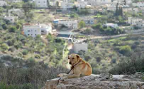 Two terrorists captured in Kedumim area