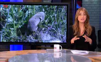 Archaeologists say mole-rats can uncover history 