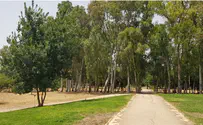 טיול: יער העצים     