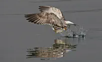Bird sent with flammable substance over Gaza border