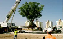עץ השקמה העתיק הועתק וחדר המיון יוקם