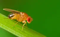 iStock Israeli fruit fly lure helps infested Togo