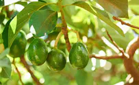 Europe is going bananas over this Israeli guy’s avocados
