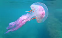 Thailand: Israeli boy dies after being stung by jellyfish