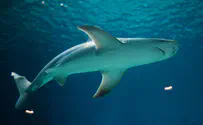 Watch: Fisherman drags shark back into ocean