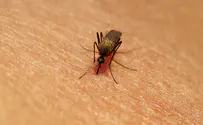 יתושי קדחת הנילוס התגלו בעלי-זהב