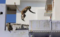 צפו: הקופים השתלטו על הודו