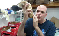 אומן השופרות: כל מה שרציתם לדעת