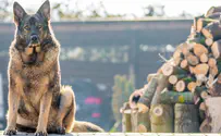 Dog receives cash reward for finding bodies of Israeli sisters