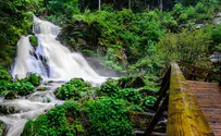 צילום: יח"צ כל הסיבות לטוס אל היער השחור בגרמניה