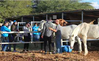 Curing trauma with love and... animals