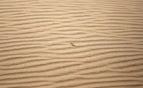 Footprints in the sand