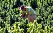 Moshe Feiglin: 'Cannabis must be legalized'