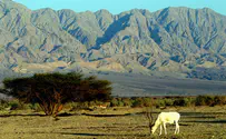Discover Israel’s southern magic this winter