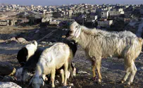 Mideast Eats: Goat Cheese