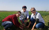 צילום: ללא קרדיט ט״ו בשבט מיוחד במושב שדה צבי