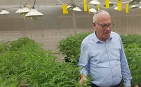הממשלה אישרה את ייצוא הקנאביס הרפואי