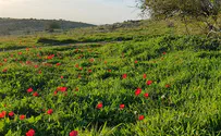 טיול: מודיעין פורחת 