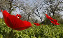 Visitors trash Israeli farms during flower festival