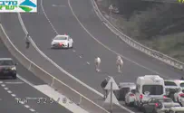Watch: Frightened horses gallop down highway