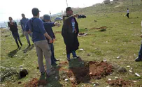 Trees planted in memory of slain teen uprooted