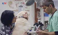 ILTV Say hello to ‘pet health innovation labs’