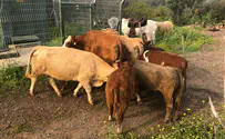ПА все-таки будет закупать израильский скот