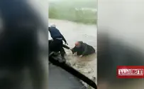 Безумная зима. Чудесное спасение на севере Израиля. Видео