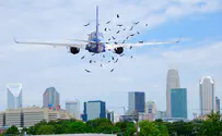 'Loud noise during takeoff' as bird hits airplane