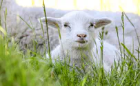 Is Korban Pesach obligatory today?