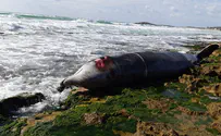 לוויתנית מתה נפלטה לחוף סמוך לחיפה