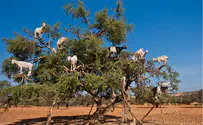 לא ייאמן: העיזים שמטפסות על העצים