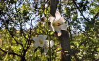 צילום: לשי קורן אל פריחת השושן הצחור