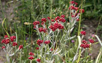 'Blood of the Maccabees' flower sticker comes to life