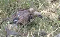 "ההרעלה חיסלה כמעט את כל הנשרים"