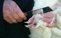 Dutch party begins 2nd attempt to ban kosher slaughter