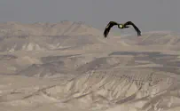 To receive the Torah, be like a desert!