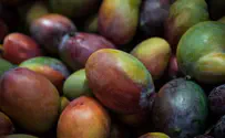 Arabs caught stealing 1,050 kilograms of Israeli produce