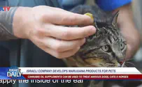 ILTV Israeli company develops marijuana products - for pets