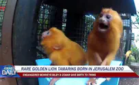 ILTV Rare Golden Lion Tamarins Born In Jerusalem Zoo