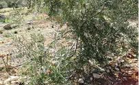 שבתי בנדט ערבים מסקו והשחיתו מעל 50 עצי זית של יהודים