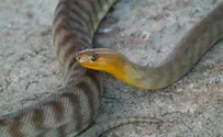 הוכשה בביתר עילית; פונתה בהכרה 