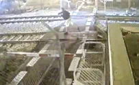 פרץ למסילה ויידה אבנים על הרכבת