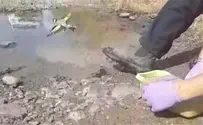 צפו: החוחיות שניצודו שוחררו בגולן