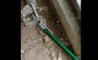 צפו: לכידת נחש צפע בחווה החקלאית