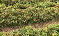 Terror or crime? Farmer faces foreclosure after flowers poisoned