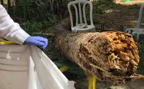 Summer camp outing turns deadly at park in southern Israel
