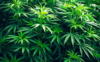 Study: Ancient Israelites used cannabis in Temple worship