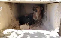 Mount of Olives plagued by stray dogs