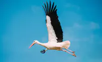 iStock The Stork reality